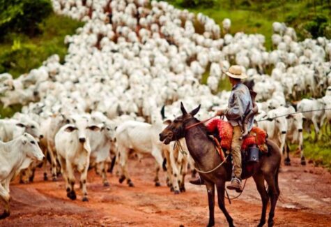 Protocolo define compromissos ambientais para a pecuária no Cerrado