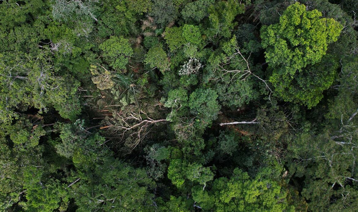 Parceria dedica atividades à Amazônia