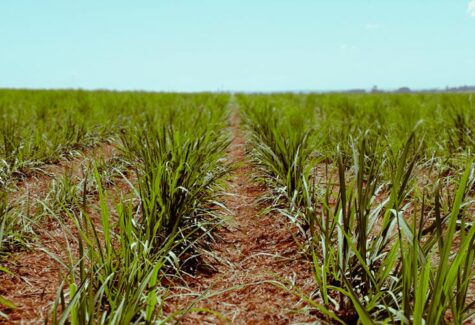 Produção canavieira no Norte e Nordeste ultrapassa 59 milhões de toneladas na safra 2023-2024