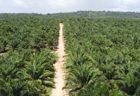 Agricultura sustentável gera milhares de empregos na região Amazônica