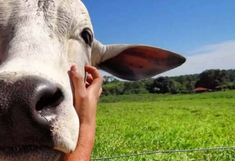 Artigo: Como a colaboração pode acelerar o bem-estar animal no Brasil?