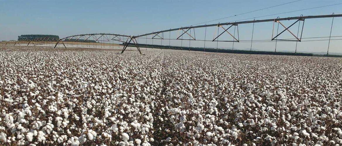 Tecnologia na irrigação: SP se destaca com uso de pivôs centrais