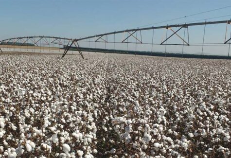 Tecnologia na irrigação: SP se destaca com uso de pivôs centrais