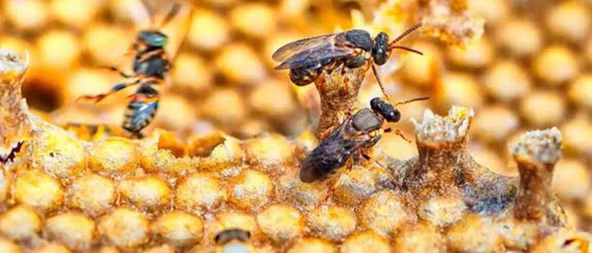Suplemento desenvolvido no RS alia ciência e manejo nutricional para fortalecer colmeias na entressafra