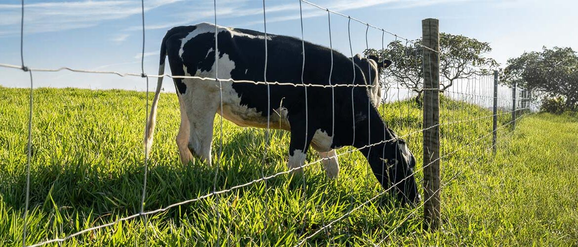 Biosseguridade começa na cerca: proteção física reduz riscos na fase de recria da pecuária leiteira 