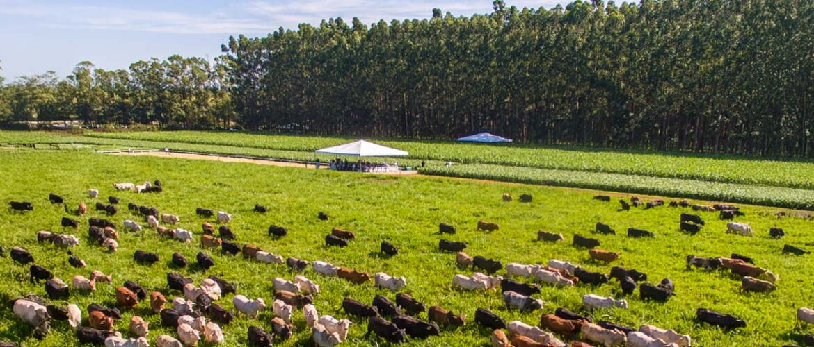 Brasil tem 159 milhões de hectares de pastagens que podem ser convertidos em ILPF