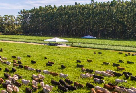 Brasil tem 159 milhões de hectares de pastagens que podem ser convertidos em ILPF