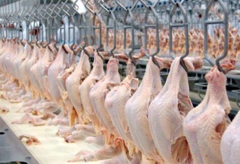 Apesar da gripe aviária, a agroindústria fica estável em maio, revela FGVAgro 
