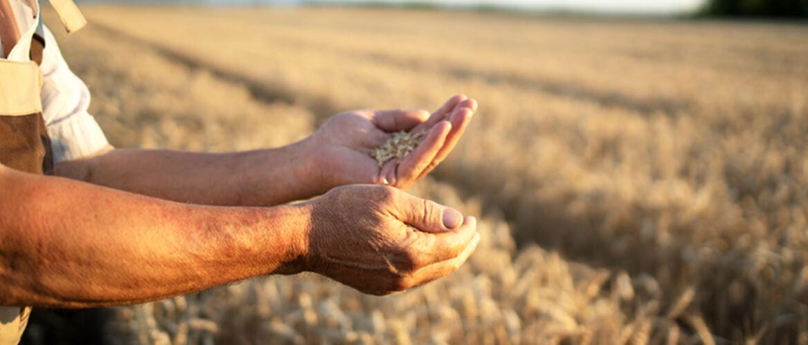 Seguro rural: proteção além da lavoura fortalece resiliência no campo  