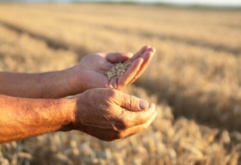 Seguro rural: proteção além da lavoura fortalece resiliência no campo  