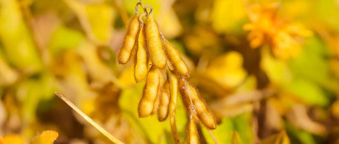 Disponibilidade de matérias-primas vegetais e o desafio de produzir biodiesel no Brasil