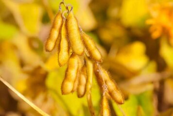 Disponibilidade de matérias-primas vegetais e o desafio de produzir biodiesel no Brasil