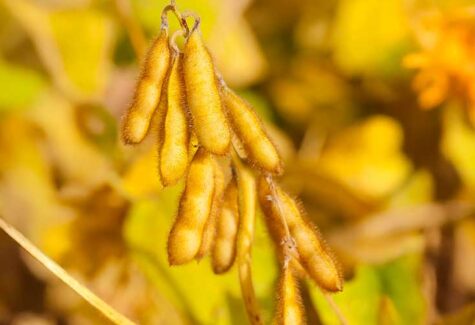 Disponibilidade de matérias-primas vegetais e o desafio de produzir biodiesel no Brasil