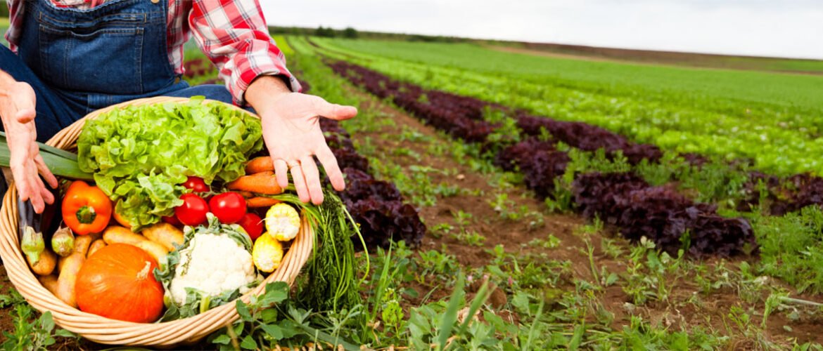Parceria busca alcançar quase 2,5 mil agroindústrias de pequeno porte e aumentar em 12% no faturamento
