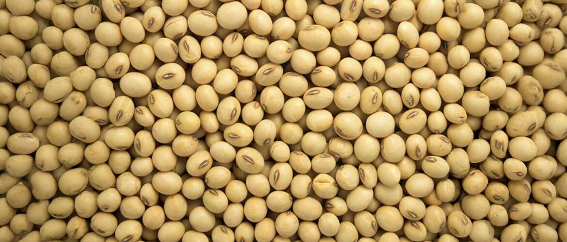 Safra e exportações de soja do Brasil se encaminham para atingir novos recordes