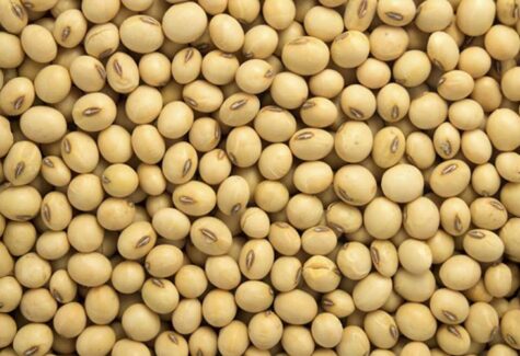 Safra e exportações de soja do Brasil se encaminham para atingir novos recordes