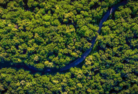 Organizações da sociedade civil, setor privado e poder público se unem em Pacto pelo Código Florestal