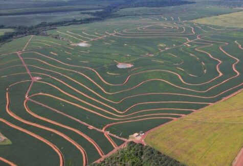 Parceria prevê recuperar 1 milhão de hectares de pastagens no Brasil até 2030