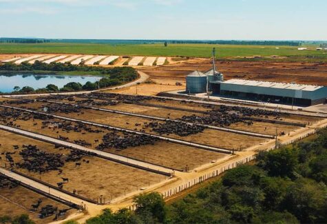 Pecuária circular: impacto na mesa do brasileiro, no meio ambiente e nos custos