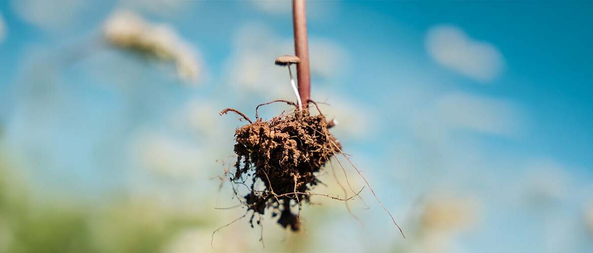 Parceria entre empresa e universidade estuda plantas de cobertura em sistemas de produção de grãos
