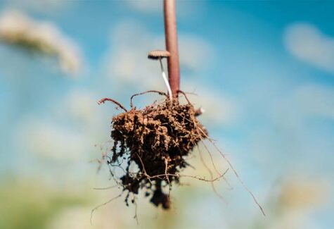 Parceria entre empresa e universidade estuda plantas de cobertura em sistemas de produção de grãos