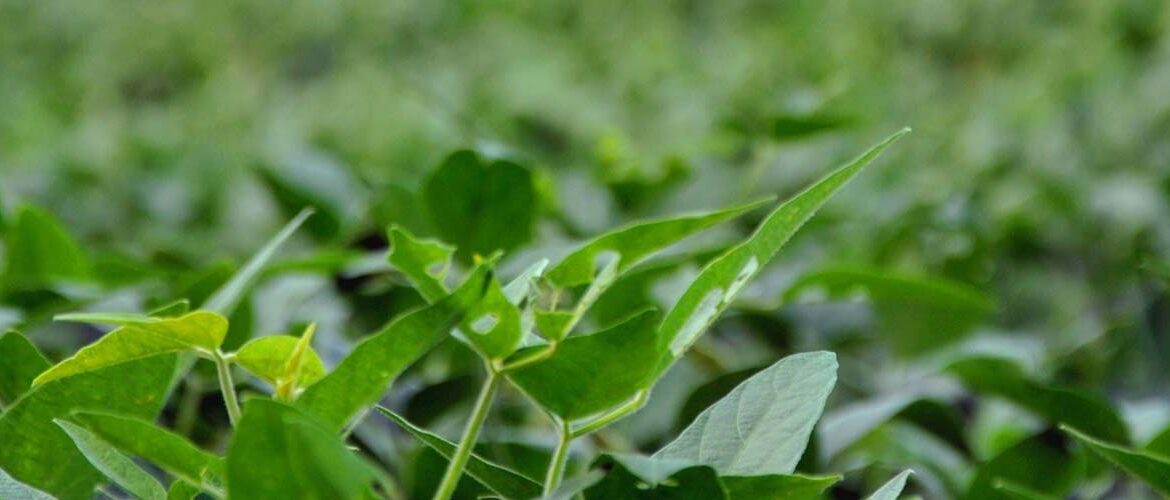 Há 10 anos empresa promove de inovação sustentável no agronegócio brasileiro