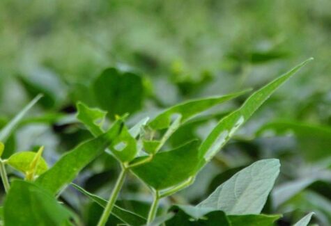 Há 10 anos empresa promove de inovação sustentável no agronegócio brasileiro