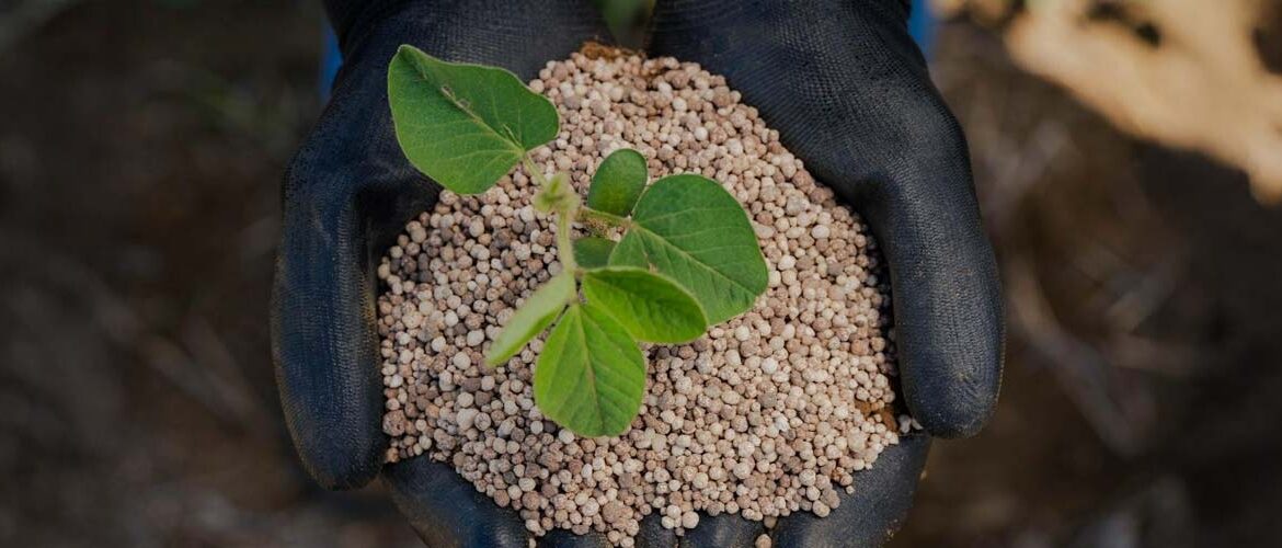 Fertilizantes premium impulsionam produtividade em safras de milho e soja premium