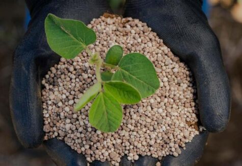 Fertilizantes premium impulsionam produtividade em safras de milho e soja premium 