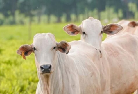 COP: Sistema ILPF terá amplo destaque na Agrizone como solução sustentável do agro brasileiro