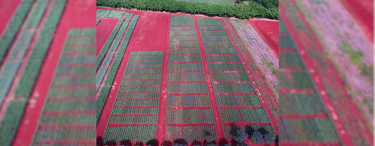 Na irrigação, monitoramento é tão necessário quanto a água