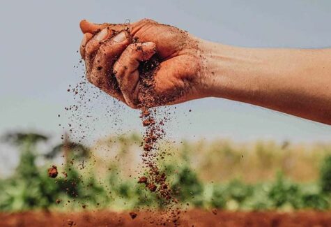 ‘Solo + Fértil’ aumenta a produtividade agrícola em municípios paulistas