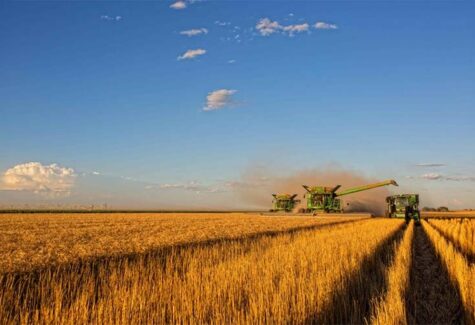 Inovação e produtividade focadas a impulsionar produtividade da safra de trigo 25/26