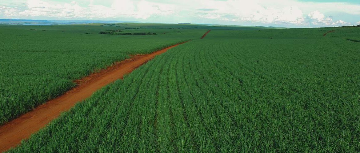 Koppert e Tereos atingem 50% de substituição de controle químico por soluções biológicas