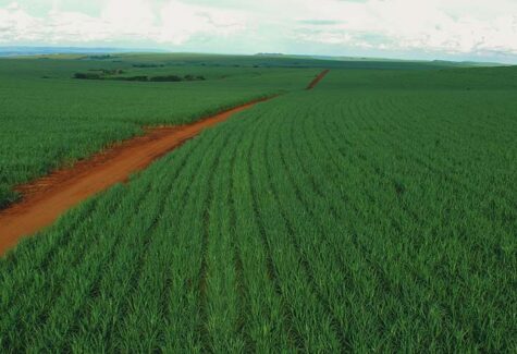 Koppert e Tereos atingem 50% de substituição de controle químico por soluções biológicas