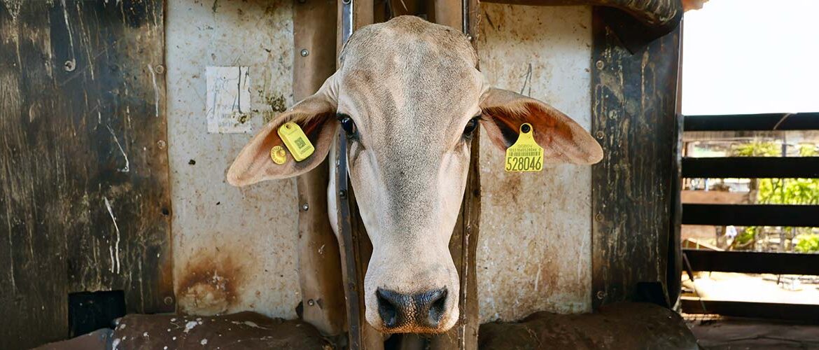 Novo brinco utiliza conectividade 4G NB-IoT para monitoramento de bovinos