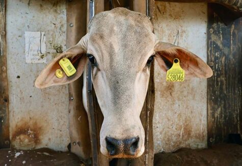 Novo brinco utiliza conectividade 4G NB-IoT para monitoramento de bovinos