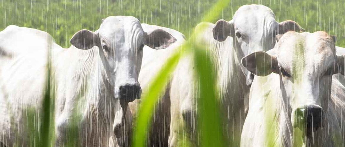 Pecuária de corte: manejo do pasto nas chuvas aumenta desempenho