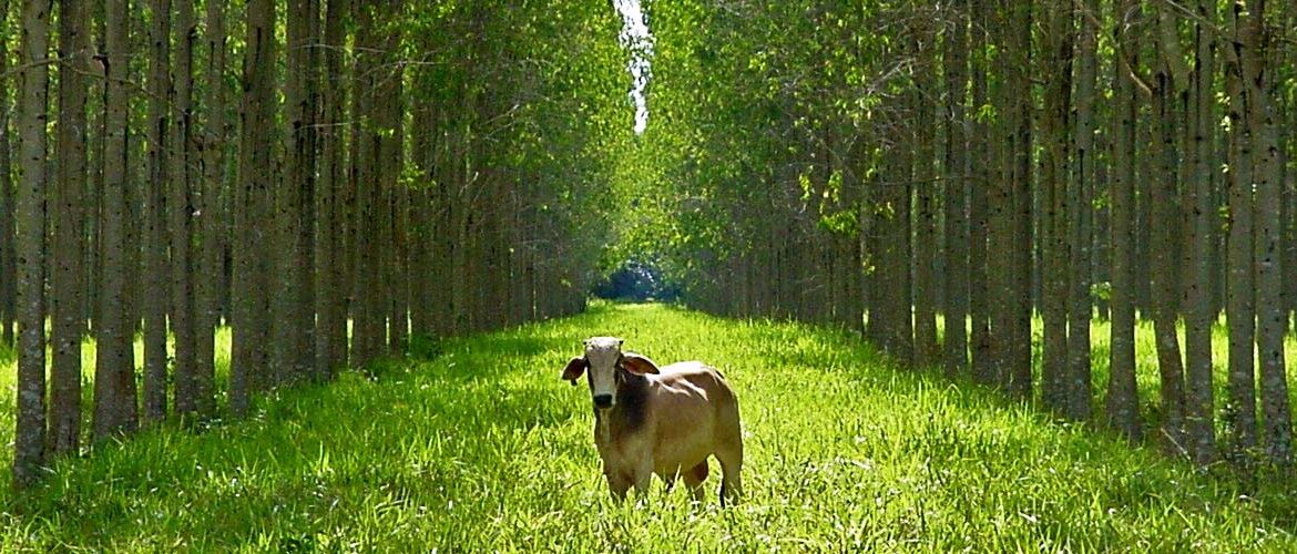 Além da COP 30: Brasil desenvolve inovações para a pecuária sustentável