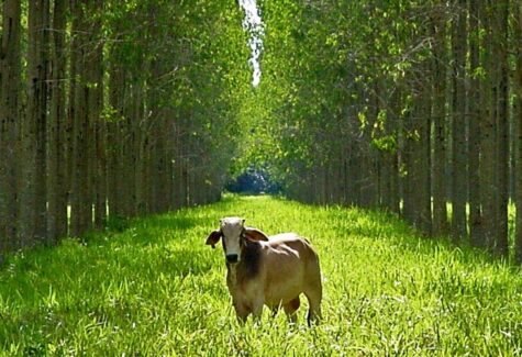 Além da COP 30: Brasil desenvolve inovações para a pecuária sustentável