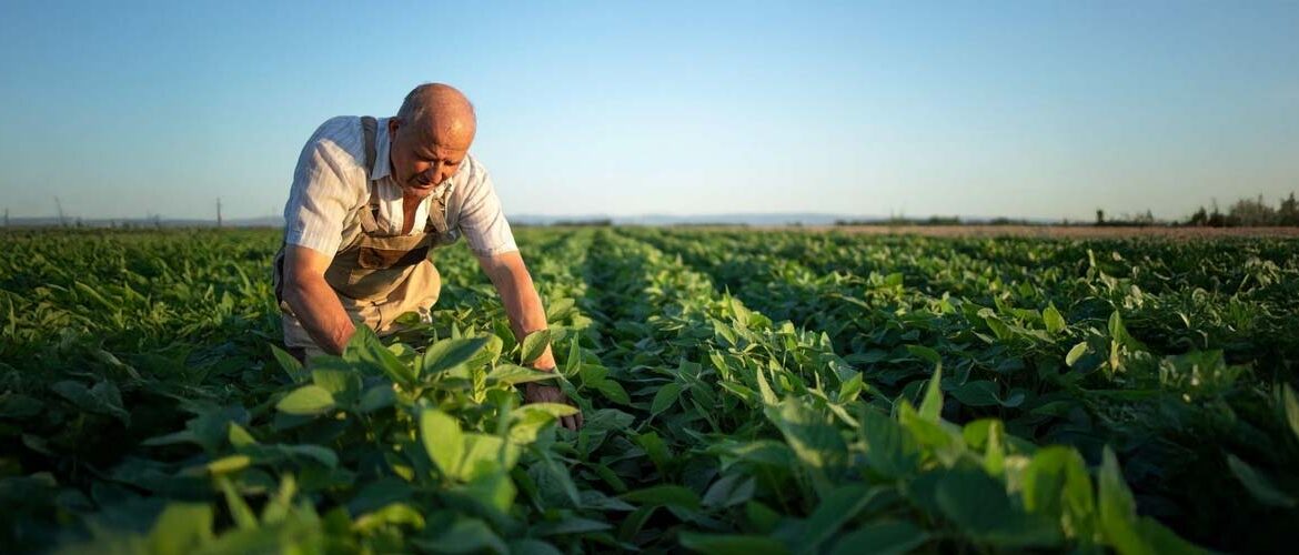 Insumos biológicos: a arma silenciosa para controlar doenças foliares em soja 