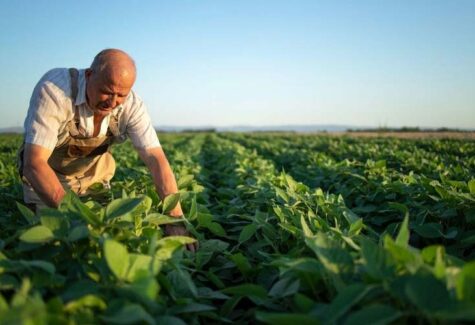 Insumos biológicos: a arma silenciosa para controlar doenças foliares em soja