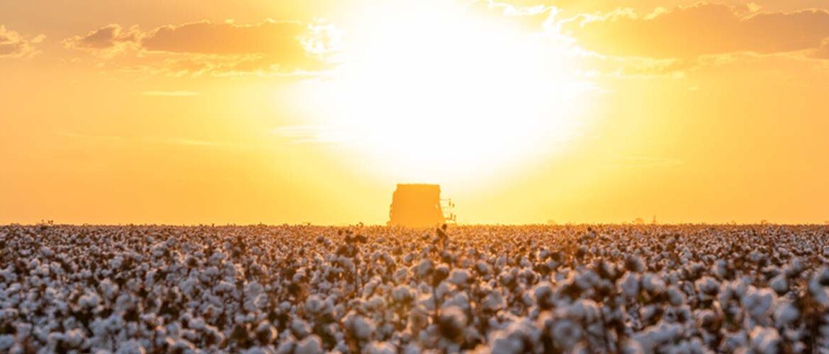 Manejo de nematoides no sistema soja–algodão avança