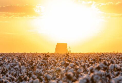 Manejo de nematoides no sistema soja–algodão avança