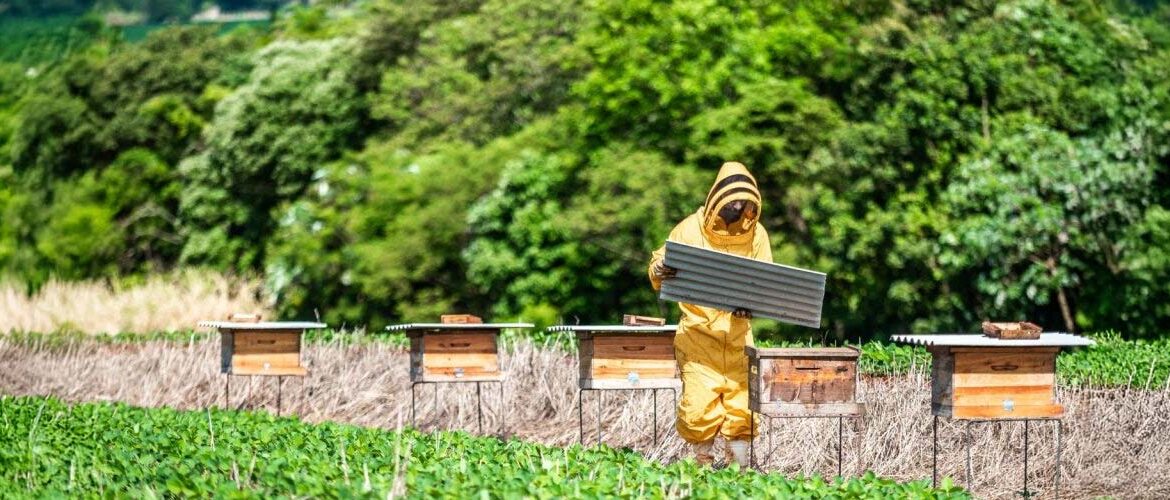 Novo projeto une sojicultores e apicultores para impulsionar agricultura sustentável no Pampa Gaúcho