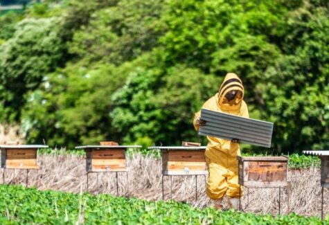 Novo projeto une sojicultores e apicultores para impulsionar agricultura sustentável no Pampa Gaúcho