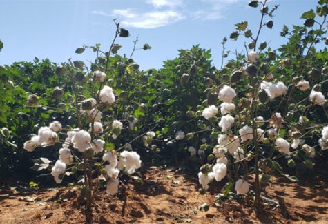 Rabobank Brasil coordena captação de R$ 1 bi via FIAGRO–FIDC