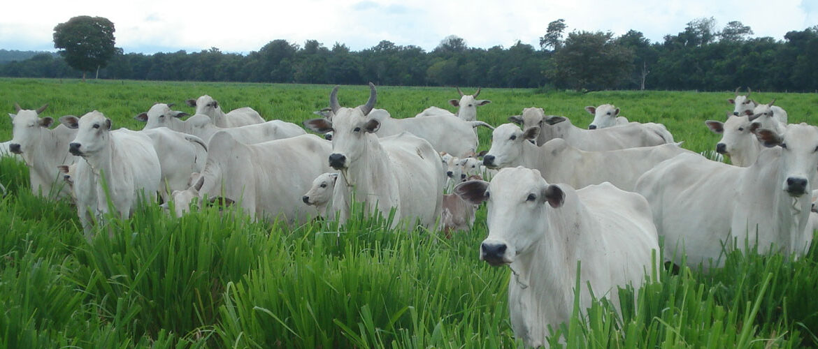 Manejo correto do pasto nas chuvas aumenta desempenho e rentabilidade