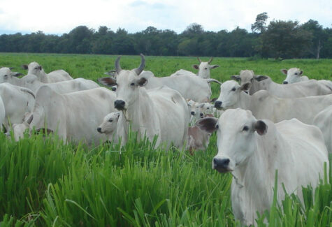 Manejo correto do pasto nas chuvas aumenta desempenho e rentabilidade