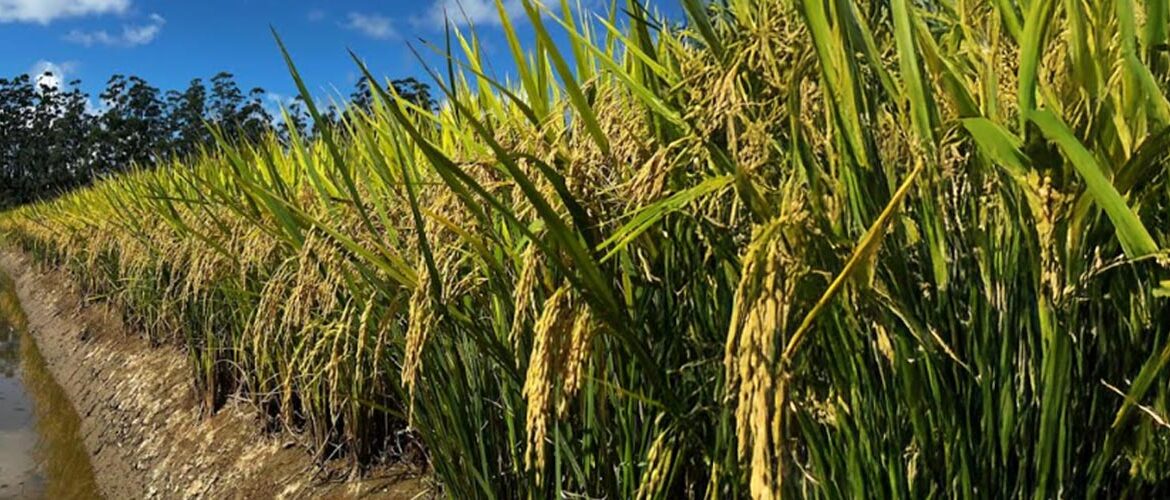 Inseticida para tratamento de sementes recebe registro para o controle da lagarta-do-cartucho no arroz
